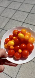 Myrtle Darwin Court Tomatoes 